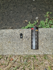 Dorcus parallelipipedus