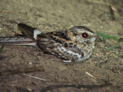 Hydropsalis cayennensis