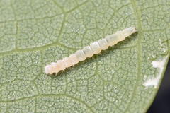 Lepidoptera