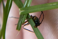 Analeptura
