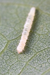 Lepidoptera