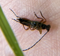 Analeptura