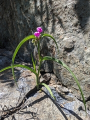 Tradescantia bracteata