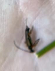 Analeptura