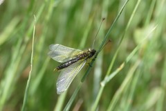 Libelloides ictericus