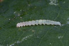 Lepidoptera