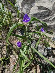 Tradescantia bracteata
