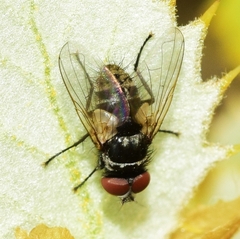 Graphogaster vestita