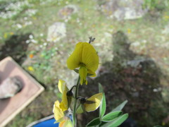 Crotalaria mollicula