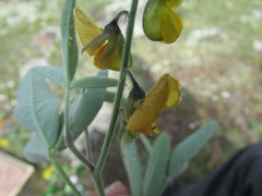 Crotalaria mollicula