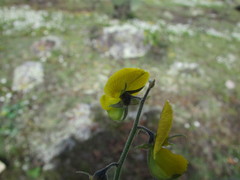 Crotalaria mollicula