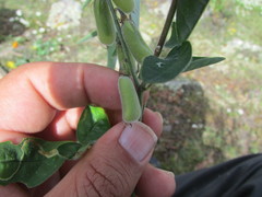 Crotalaria mollicula