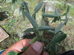 Crotalaria mollicula