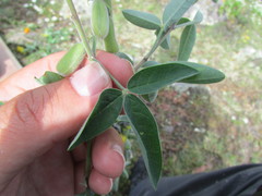 Crotalaria mollicula