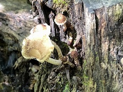Cystoagaricus