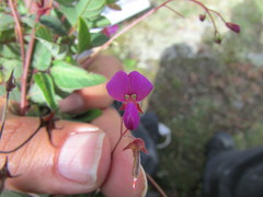 Desmodium procumbens
