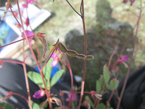 Image of Desmodium procumbens by (c) Carlos Martorell, some rights reserved (CC BY)