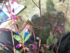 Desmodium procumbens