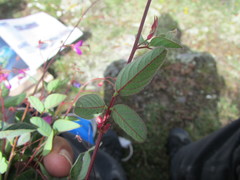Desmodium procumbens