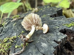 Cystoagaricus