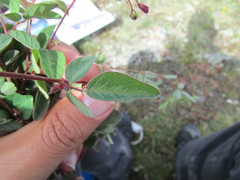 Desmodium procumbens