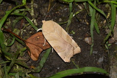 Noctua fimbriata