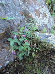Desmodium grahamii