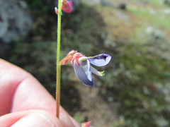 Desmodium grahamii