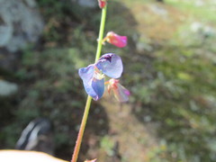 Desmodium grahamii