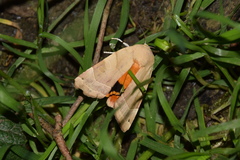 Noctua fimbriata