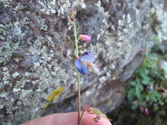 Desmodium grahamii