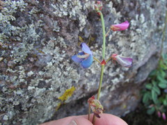 Desmodium grahamii