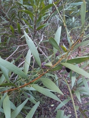 Acacia longifolia longifolia
