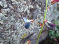 Desmodium grahamii