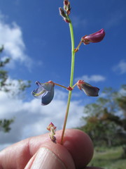 Desmodium grahamii