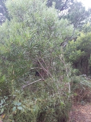 Acacia longifolia longifolia