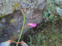 Desmodium grahamii
