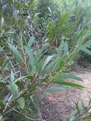 Acacia longifolia longifolia
