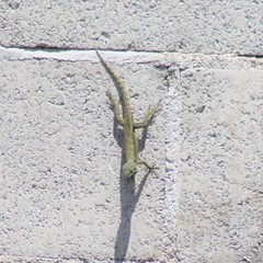 Sceloporus grammicus