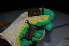 Nyctalus lasiopterus