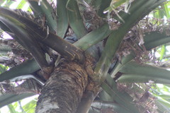 Sabal mauritiiformis