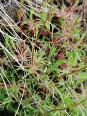 Saxifraga hypnoides