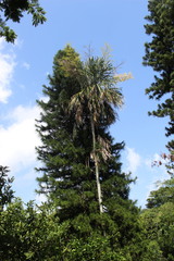 Sabal mauritiiformis