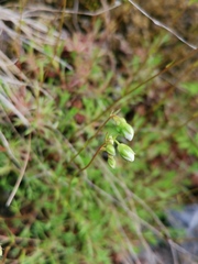 Saxifraga hypnoides