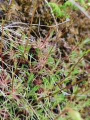 Saxifraga hypnoides