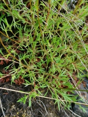 Saxifraga hypnoides