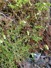 Saxifraga hypnoides