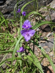 Tradescantia bracteata