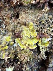 Mesophyllum lichenoides