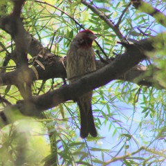 Haemorhous mexicanus